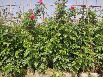 月季的2個(gè)繁殖方法是什么？
