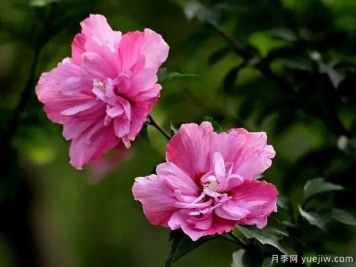 木槿的圖片特點(diǎn)和種植養(yǎng)護(hù)