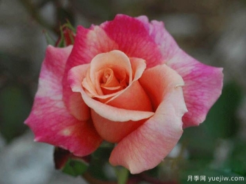 胡佛總統(tǒng)月季的優(yōu)缺點是什么？