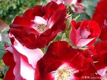 旋轉(zhuǎn)木馬玫迪蘭月季/洛薇塔月季