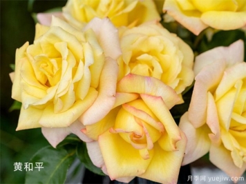 月季花事知多少？
