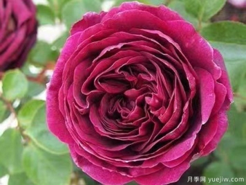 王子月季的優(yōu)缺點是什么？