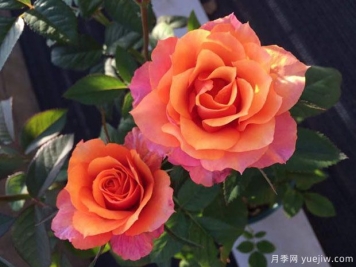 艾帕索，適合新手的微月，小陽臺也能輕松開爆盆