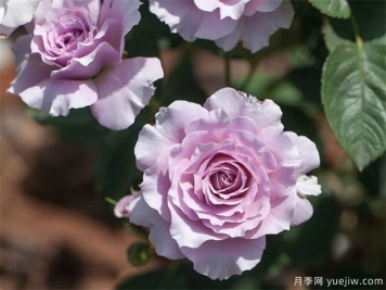 蜻蜓月季，喜歡紫色花必須入手