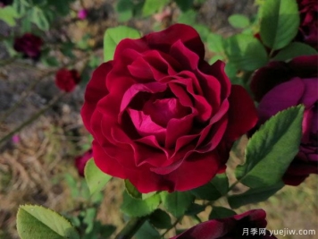 賈博士的紀(jì)念月季/紀(jì)念阿方斯拉瓦萊埃月季