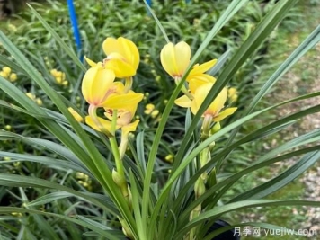 蘭花常見病害喲哪些？如何識(shí)別與防治？