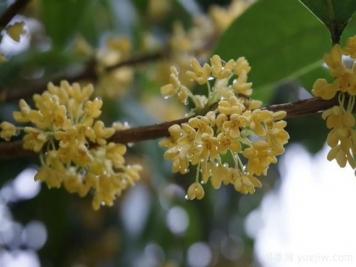 桂花樹和山月桂的區(qū)別有哪5點(diǎn)？
