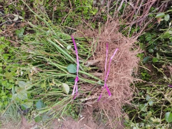 月季裸根苗到手后該如何處理，裸根苗的正確栽植方法