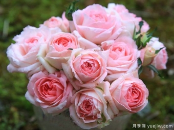 月季夏花丑，這4個(gè)品種試試，夏花美比春花