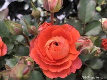 橙色鉆石月季/橙鉆玫瑰