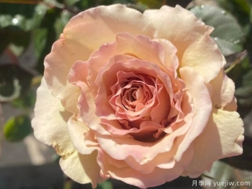 光之翼天使月季的優(yōu)缺點是什么？
