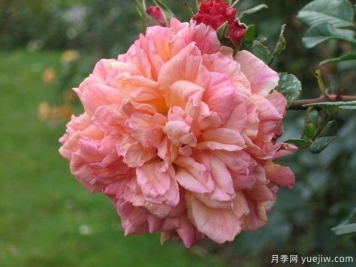 阿羅哈月季/愛(ài)慕月季