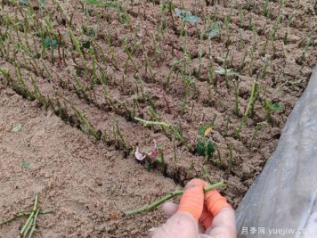 月季扦插技巧：不用殺菌液不用生根劑，成活率非常棒