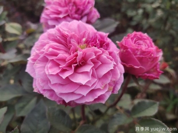 花盆種月季如何長好？挑品種澆好水施好肥