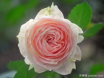 永遠(yuǎn)的富士山月季