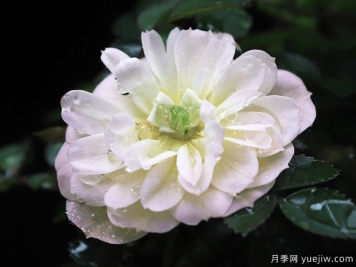 超微月季推薦，雪姬月季