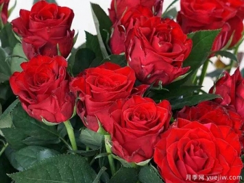 卡馬拉月季的優(yōu)缺點(diǎn)是什么？