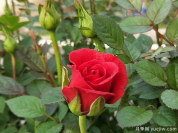 紅鉆月季的優(yōu)缺點(diǎn)是什么？