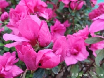  如何把杜鵑花養(yǎng)好？做好四點(diǎn)，花開熱情四季可賞
