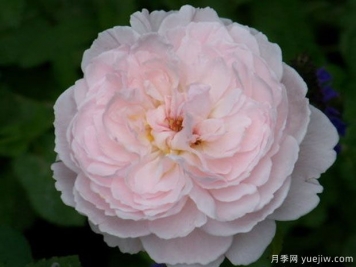 愛麗絲小姐月季