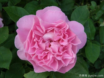 瑪麗羅斯月季