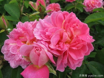 農(nóng)夫月季