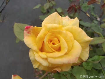 黃玫瑰代表什么意思？黃玫瑰寓意？黃玫瑰的花語是什么？