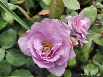 藍(lán)玫瑰花語是什么？藍(lán)玫瑰代表什么意思？
