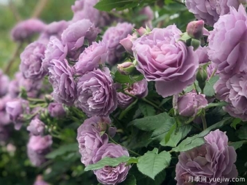 5個(gè)獨(dú)一無(wú)二的紫色月季花，喜歡嗎