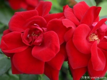 天鵝絨花環(huán)月季