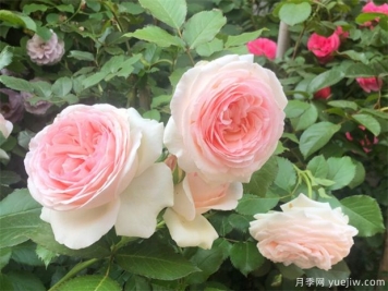 春天種月季選擇腐質(zhì)土，長得快開花旺