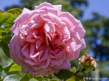 長(zhǎng)島月季