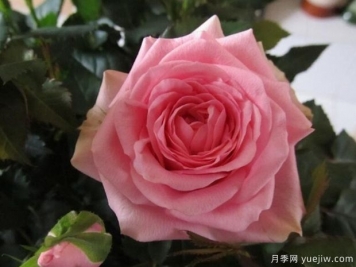 詩人柯德娜月季/香港粉月季