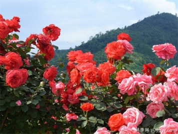 12個(gè)月份，高端公寓物業(yè)綠化管理