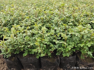 3月份月季花應(yīng)該這樣栽培與管理