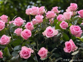 月季花是不是很難養(yǎng)？