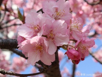 早櫻晚櫻冬櫻的區(qū)別？櫻花主要品種