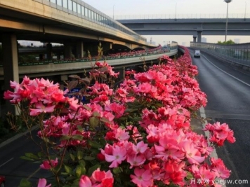 30萬株新品種，杭州高架月季會帶來什么樣的驚喜？