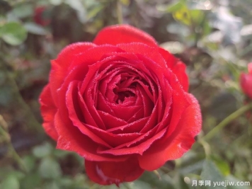 春天養(yǎng)月季，推薦8個經(jīng)典高品質(zhì)豐花月季品種