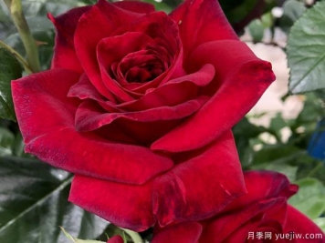 玫瑰先生月季的觀賞美麗和養(yǎng)護指南