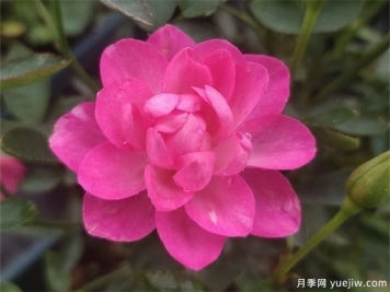 開花機(jī)器看微月，推薦12種微型月季品種