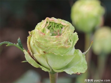 神秘清新脫俗超仙，推薦6種綠色月季品種