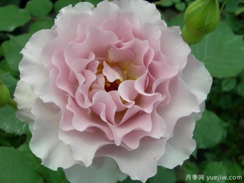 新浪潮月季優(yōu)缺點分析，波浪邊紫色花