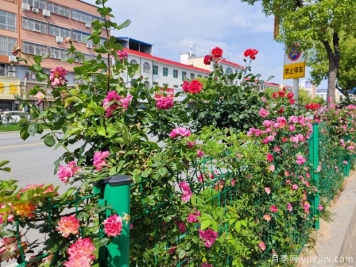 唐河月季滿城絢麗，美化泗州靚麗景觀