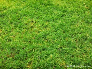 夏季鋪草坪發(fā)黃干枯，如何提高草皮鋪植成活率？