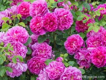 秋季月季花期如何延長？養(yǎng)護(hù)月季關(guān)鍵技巧