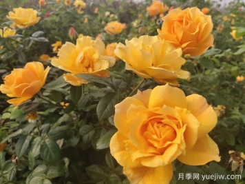 養(yǎng)殖月季的6個(gè)實(shí)用小技巧，輕松賞花