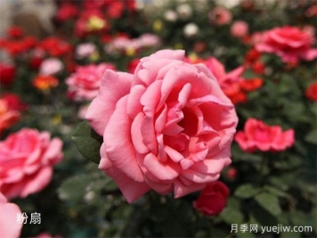 大神養(yǎng)月季沒有不踩的6個月季坑，你經(jīng)歷幾個？