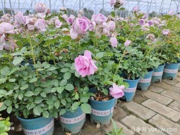 秋季養(yǎng)月季花，禁用4種肥料，這是“奪命肥”
