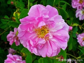 大馬士革玫瑰是玫瑰嗎？不是，甚至也不是月季！